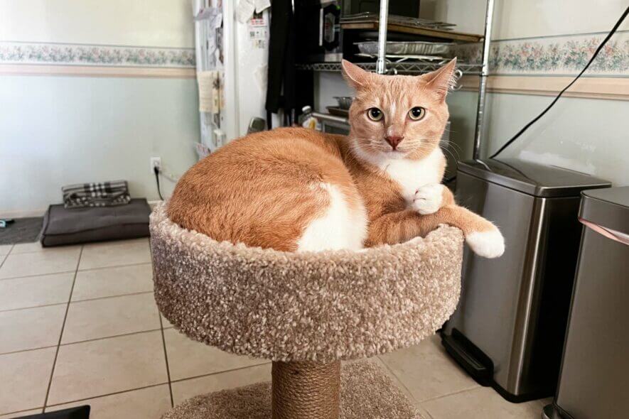 Amazon Basics cat tree