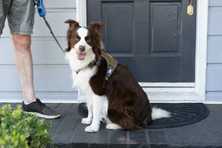 Auroth no pull dog harness