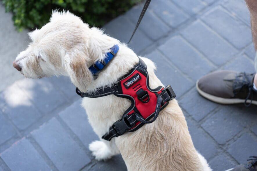 Barkbay no pull harness