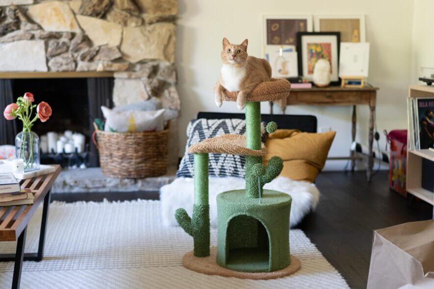 Pawz cactus cat tree