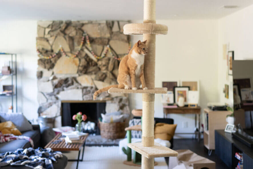 Petapela cat tower