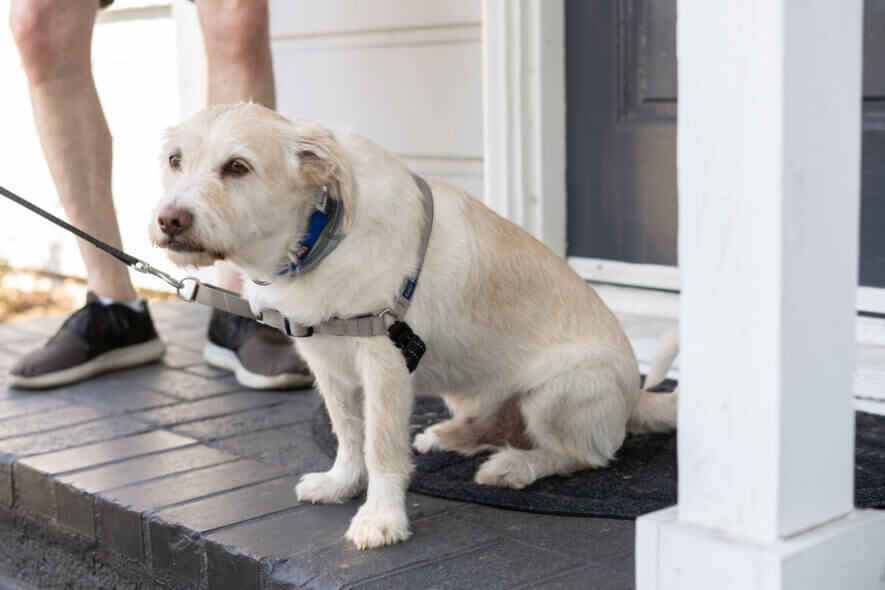 Petsafe easy walk harness