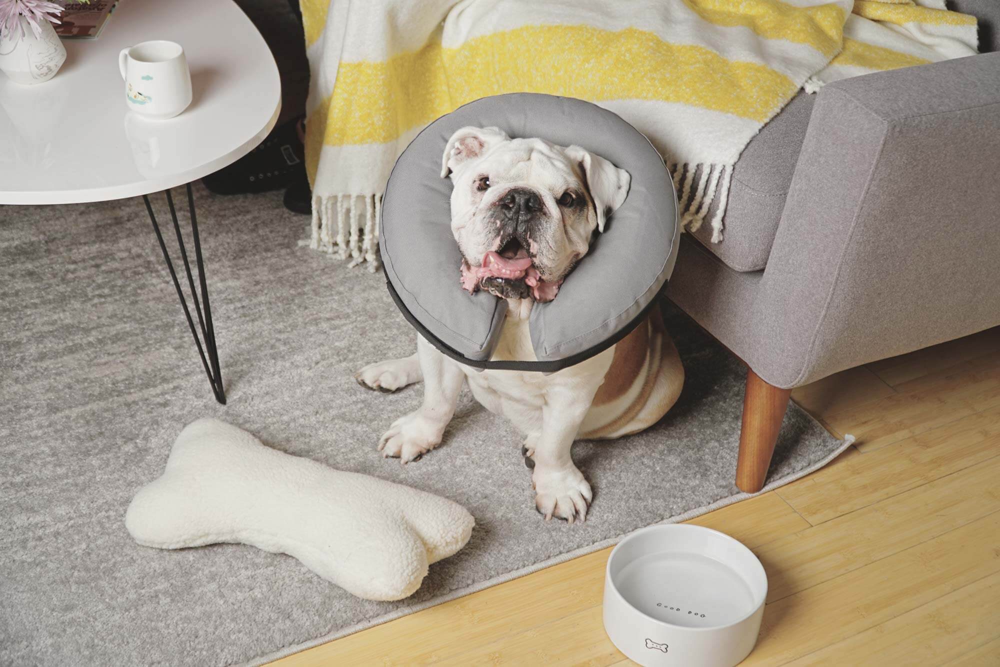 French bulldog sitting on living room carpet